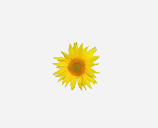 MediaWiki 